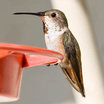 Allen's Hummingbird